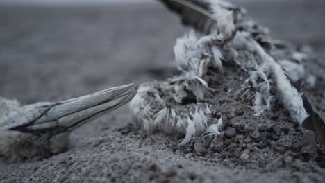 Dead-seagull-skeleton-lying-on-costal-beach,-close-up