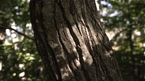 Deep-pattern-of-tree-trunk-growing-in-forest,-close-up-tilt-up-view