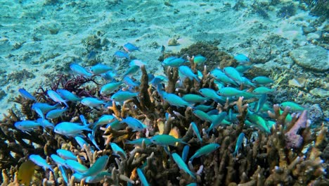 Blue-green-Chromis-Fish-On-Tropical-Coral-Reef-Under-The-Sea