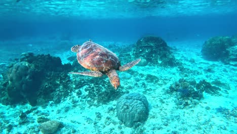 Closeup-Of-A-Sea-Turtle-Swimming-Under-The-Crystal-Blue-Sea---underwater,-side-view