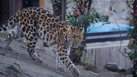 Majestic-leopard-walking-around-in-the-zoo-with-its-amazing-spots