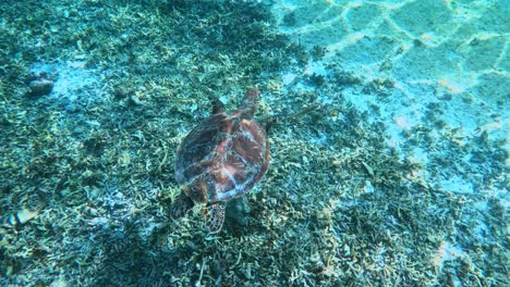 A-Birds-Eye-View-Of-A-Green-Sea-Turtle-Swimming-Under-The-Tropical-Blue-Sea
