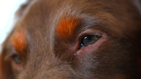 Sleepy-sausage-dog-eyes,-Close-up