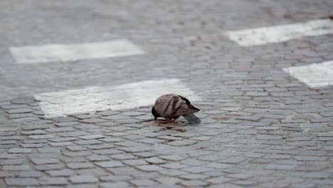Einsame-Taube,-Die-Auf-Kopfsteinpflaster-In-Den-Straßen-Italiens-Isst