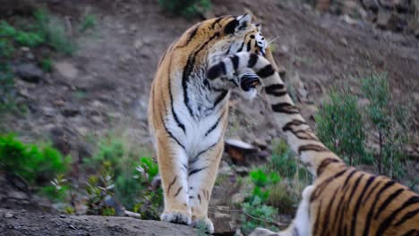 Zwei-Wilde-Tiger,-Die-Ihr-Territorium-In-Der-Natur-Schützen