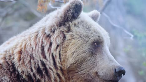 Slowmotion-close-up-shot-of-a-brown-bear-sitting-and-looking-around