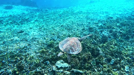 Eine-Meeresschildkröte,-Die-über-Den-Überresten-Eines-Korallenriffs-Schwimmt---Unterwasseraufnahme