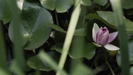Blooming-lotus-flower-surrounded-by-green-leaves,-close-up-view