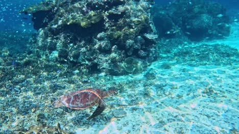 Eine-Meeresschildkröte,-Die-Unter-Dem-Tropischen-Blauen-Meer-Schwimmt,-Mit-Einer-Schule-Von-Rifffischen-Im-Hintergrund---Unterwasser,-Seitenansicht