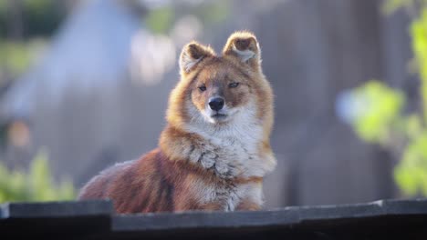 Slowmotion-bokeh-shot-of-a-Dhole-lying-down-and-resting