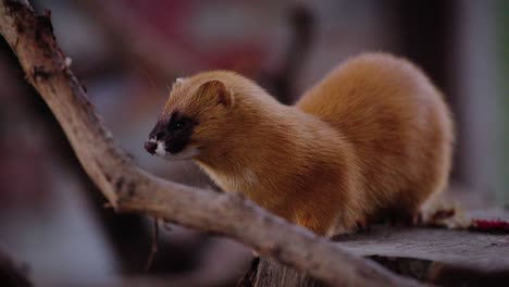 Static-shot-of-a-Japanese-weasel-looking-over-a-branch-and-its-surroundings