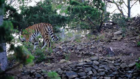 Static-slow-motion-shot-of-a-striped-tiger-walking-past-with-its-breath-showing