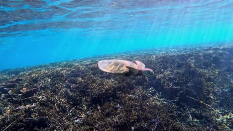 Eine-Meeresschildkröte,-Die-über-Einem-Korallenriff-Schwimmt