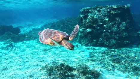 Langsame-Schwenkaufnahme-Einer-Grünen-Meeresschildkröte,-Die-Unter-Dem-Tropischen-Blauen-Meer-Schwimmt