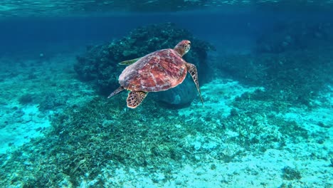 A-Closeup-Of-Green-Sea-Turtle-Getting-A-Breath-Of-Air
