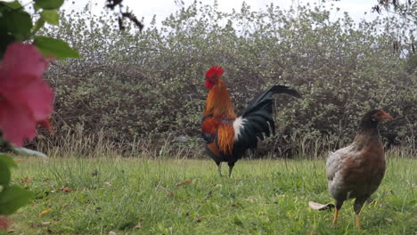 Rooster-and-Chickens-Walk-on-Grass-with-Wind-Blowing