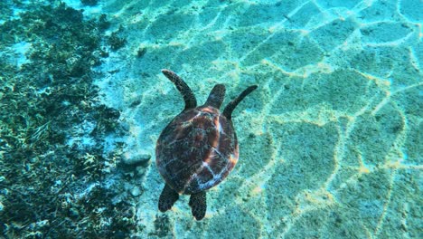 A-Birds-Eye-View-Of-A-Sea-Turtle-With-A-Beautiful-Shell-Pattern