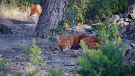 Static-shot-of-a-Dhole-lying-down-at-the-base-of-a-tree-resting-with-another-joining