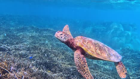Eine-Nahaufnahme-Einer-Schildkröte,-Die-Unter-Dem-Tropischen-Blauen-Ozean-Schwimmt