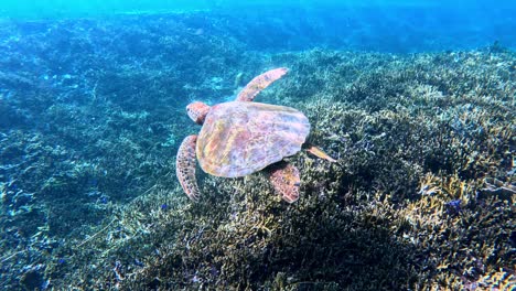 Tortuga-Marina-En-Peligro-De-Extinción-Nadando-Sobre-Los-Arrecifes-De-Coral-En-Verano