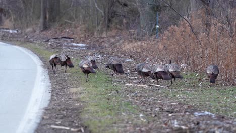 Wide-shot-of-turkeys-looking-for-food-on-the-side-of-the-road
