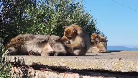 Barbary-macaques-clean-each-other-in-Gibraltar