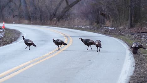 Wide-shot-of-turkeys-crossing-the-road