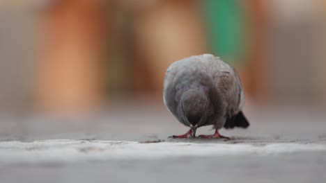 Close-up-slow-motion-shot-of-a-pigeon-eating-from-the-streets