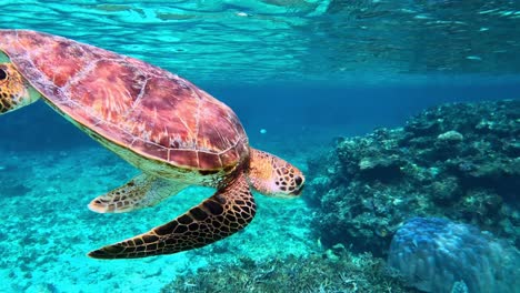 Nahaufnahme-Einer-Grünen-Meeresschildkröte,-Die-Nach-Einem-Atemzug-Unter-Dem-Tropischen-Blauen-Meer-Schwimmt