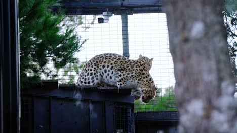 Slowmotion-shot-of-two-leopards-jumping-down-off-of-a-rooftop-in-their-enclosure