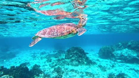 Eine-Nahaufnahme-Einer-Grünen-Meeresschildkröte,-Die-Für-Einen-Lufthauch-Im-Tropischen-Blauen-Meer-Auftaucht