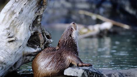 Ein-Otter-Am-Wasser,-Der-Sich-An-Einem-Schönen-Sommertag-Am-Ohr-Kratzt