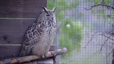 Static-shot-of-a-Pharaoh-Owl-looking-around-whilst-perched-on-a-branch