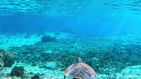 Underwater-Scene-Of-A-Green-Sea-Turtle-Swimming-In-Clear-Tropical-Ocean-Of-Miyakojima,-Japan