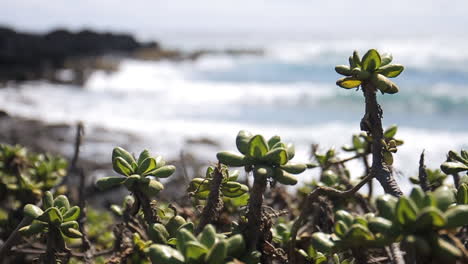 Waves-Crash-Against-Shore-on-Beach-behind-Green-Plants-in-Hawaii