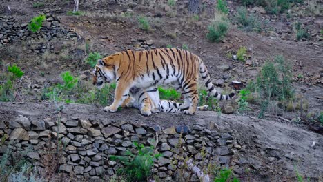 Huge-tiger-walking-up-the-hill-towards-the-other-resting-tiger