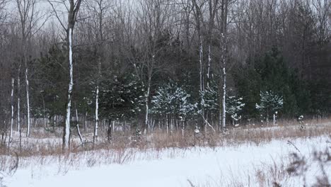 Wide-shot-of-trees-covered-in-snow