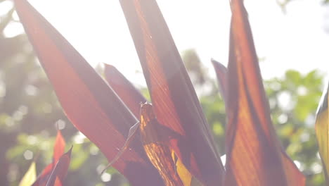 Sun-Shine-Reflects-off-of-Orange-Plant