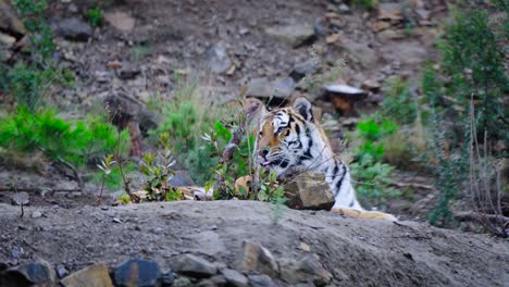 Statische-Aufnahme-Eines-Tigers,-Der-Sich-Hinlegt-Und-Keucht-Und-Dann-Gähnt