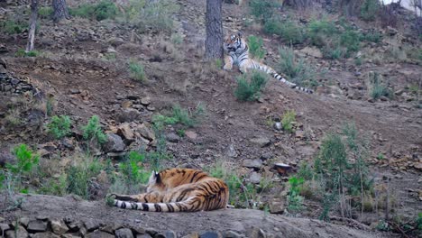 2-Tiger,-Die-Während-Des-Nebligen-Morgens-Auf-Dem-Berg-Ruhen