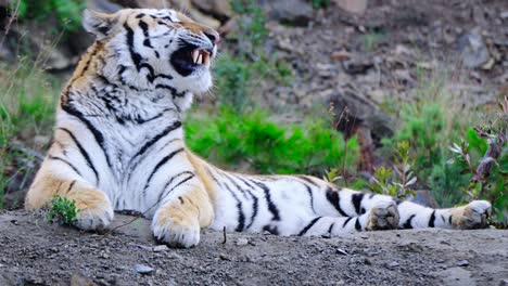 Majestic-wild-tiger-sitting-on-the-ground-and-yawning-in-the-nature