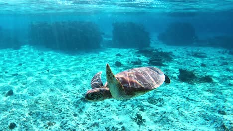 Closeup-Of-A-Green-Sea-Turtle-Swimming-Slowly-Under-The-Tropical-Blue-Sea---underwater,-front-view
