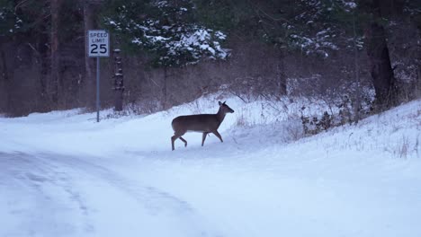 A-single-deer-walking-across-the-street-and-into-the-woods