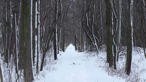 Wide-shot-of-a-path-through-the-woods-covered-in-snow