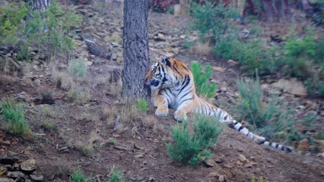 Tiger-in-the-forest-on-an-overcast-day