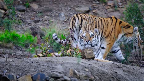 Dos-Tigres-Que-Defienden-Su-Territorio-En-La-Naturaleza-Y-Mantienen-Alejados-A-Los-Rivales-En-Un-Día-De-Niebla
