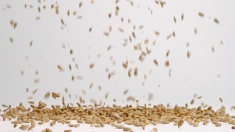 Raw-shelled-sunflower-seeds-bouncing-into-a-pile-on-white-backdrop-on-slow-motion