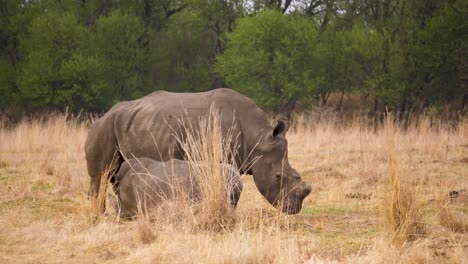 El-Ternero-De-Rinoceronte-Blanco-Amamanta-A-Su-Madre-En-La-Sabana-Seca-De-Sudáfrica