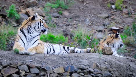 Static-shot-of-two-tigers-lying-down-on-the-ground-and-then-walking-away