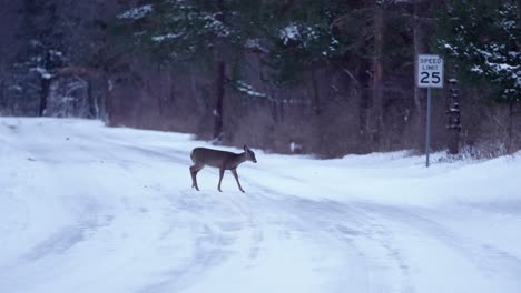 Wide-shot-of-a-family-of-deer-crossing-a-snowy-street